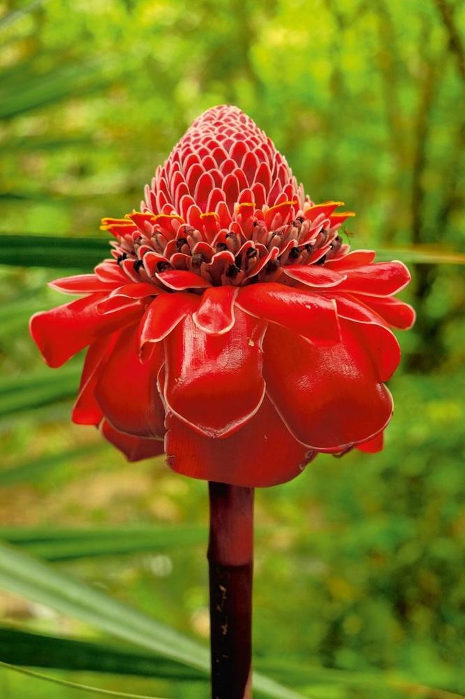 90% van de plantensoorten op Hawaï is alleen op deze eilanden te vinden. Zoals deze torch ginger.