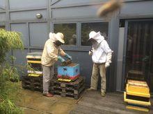 Biekes van A: 'Er zijn wel bijen in de stad, maar ze hebben niet genoeg voedsel'