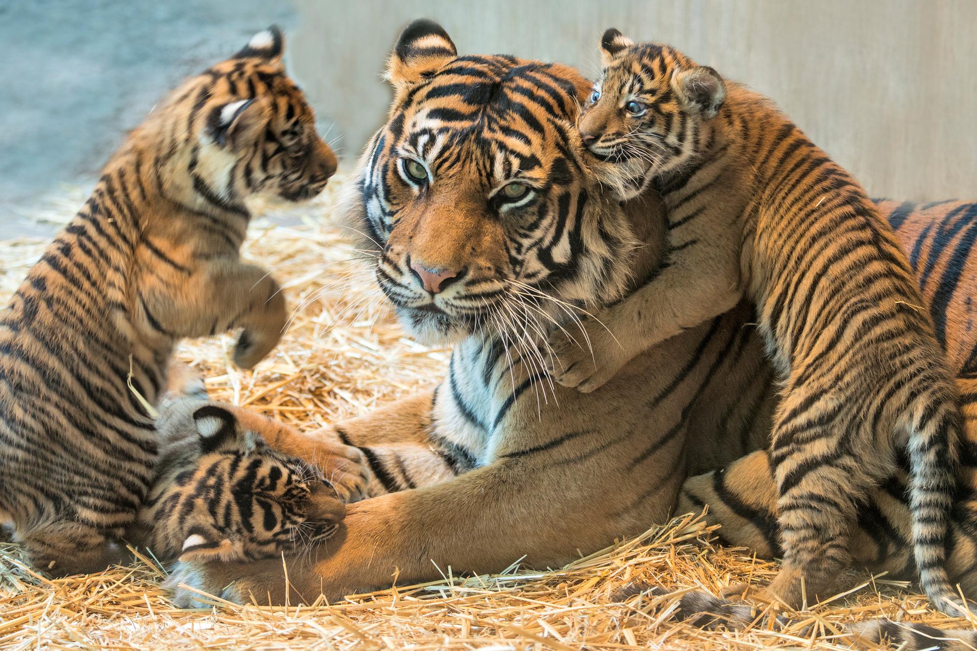 Sumatraanse tijger met haar welpjes.