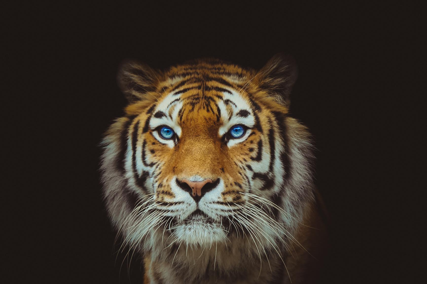 Eye of the Tiger