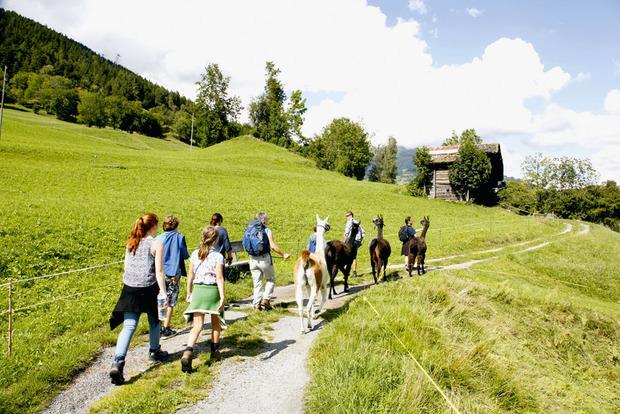 Op stap met lama's in Zwitserland: 'Hoe zat dat weer met dat spuwen?'