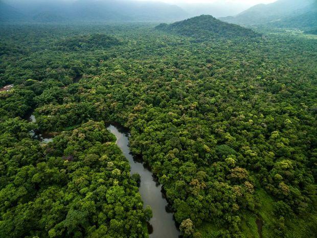 Brazilië start grootste hersteloperatie van het Amazonewoud ooit