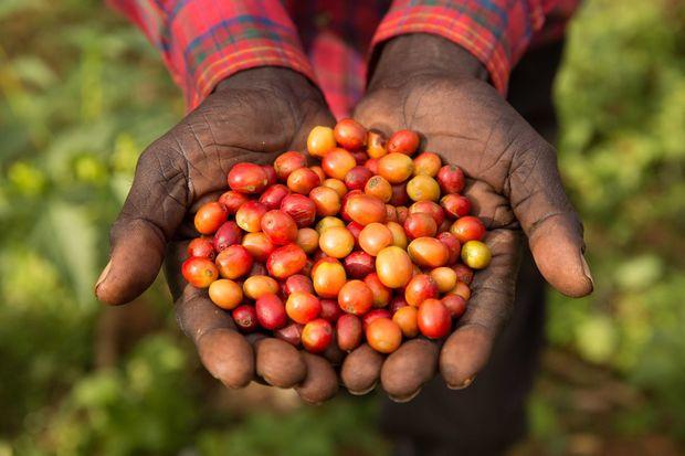 Fairtrade boeren uit het Zuiden
