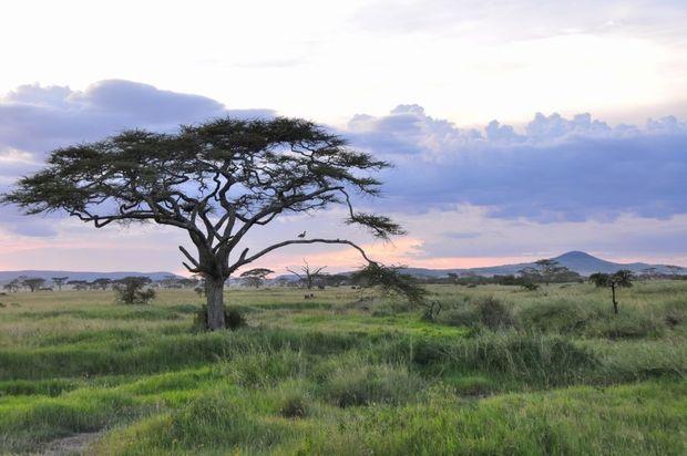 Ontdek de Serengeti: de dieren, de Kopjes en de altijd veranderende natuur