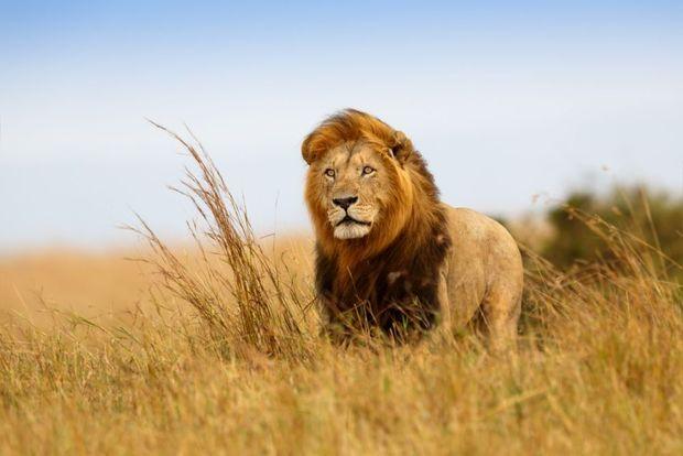 Ontdek de Serengeti: de dieren, de Kopjes en de altijd veranderende natuur