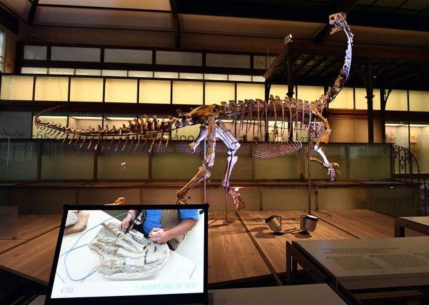 Plateosaurus Ben maakt intrede in Galerij van de Dinosauriërs