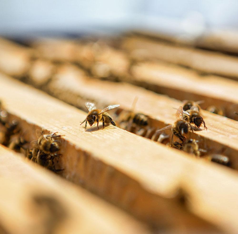 Beauty & the bee: waarom bijen belangrijk zijn voor de beauty-industrie
