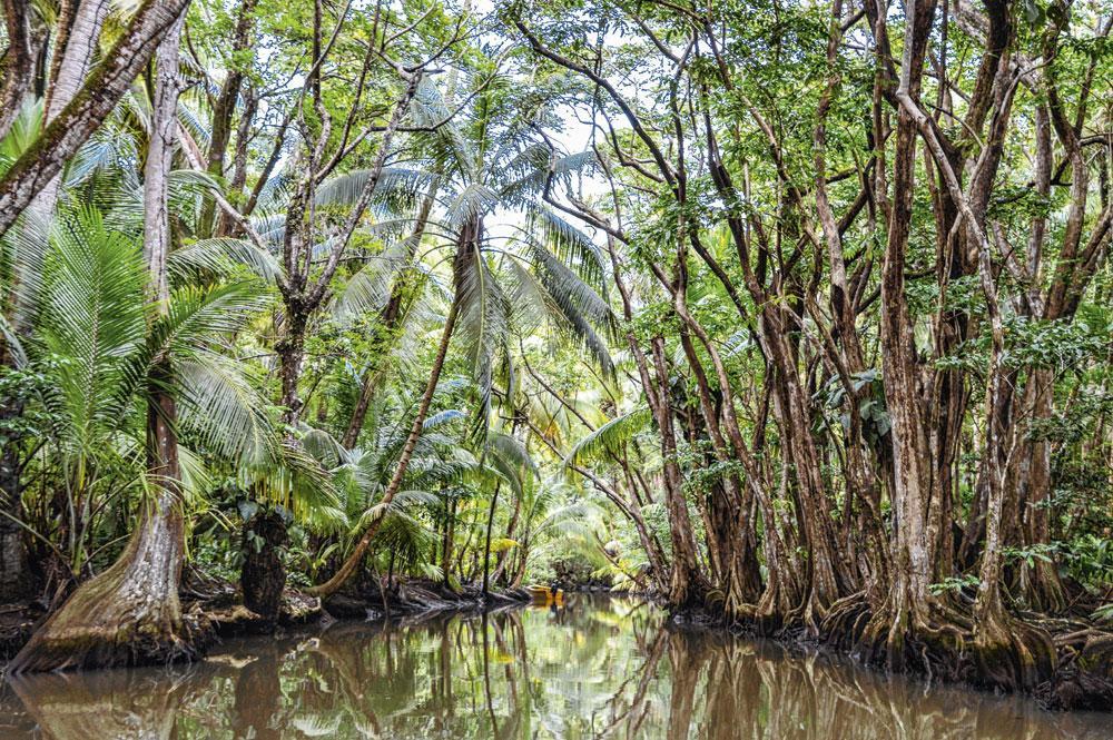 De Indian River in het regenwoud was een van de filmlocaties van 'Pirates of the Caribbean. Dead Man's Chest'.