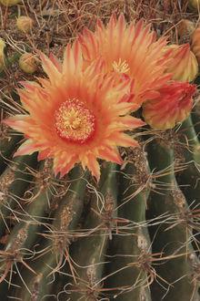 Fleur de cactus.