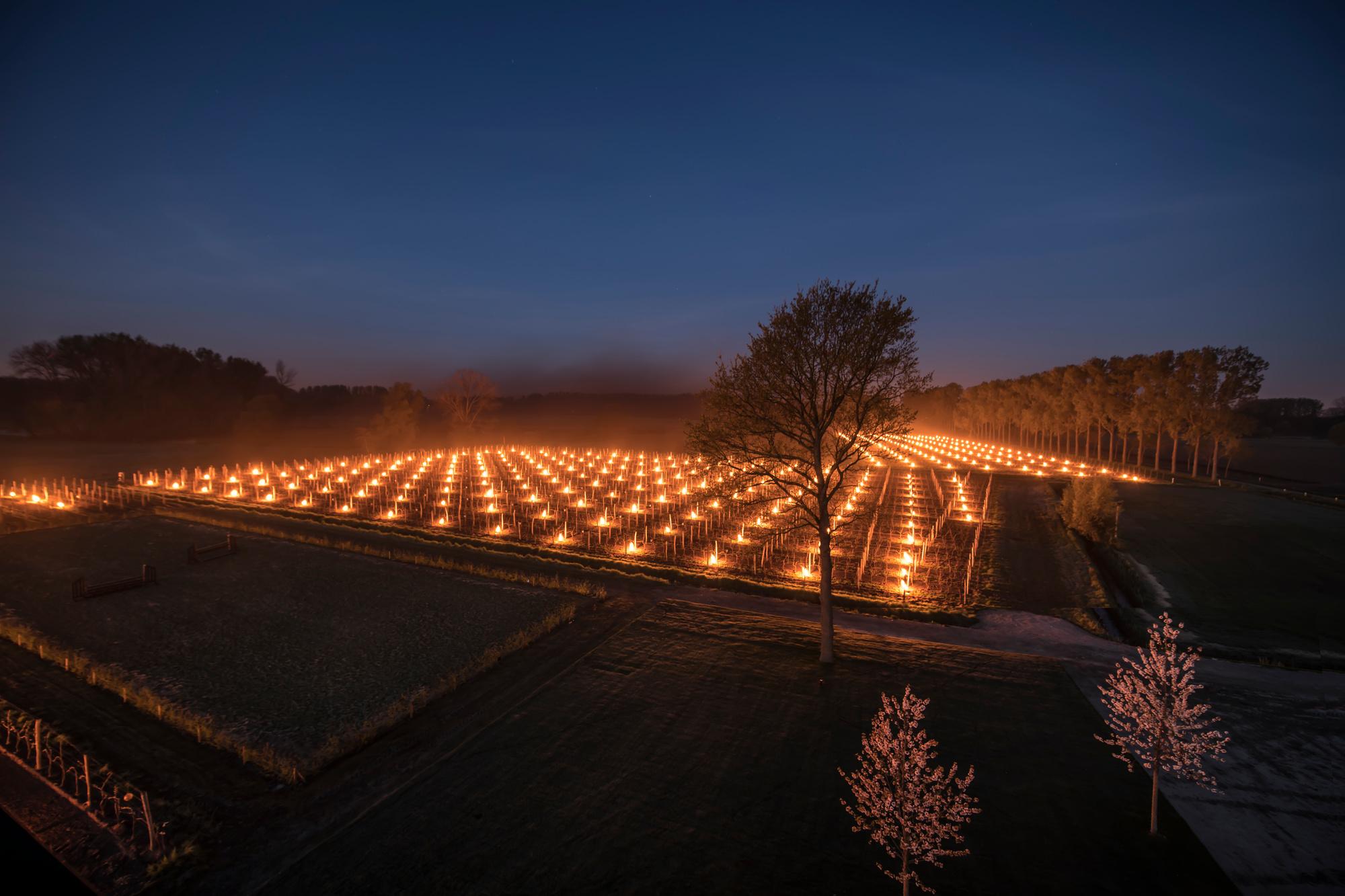 Kaarsen in de wijngaard: Belgisch domein redt oogst van nachtvorst
