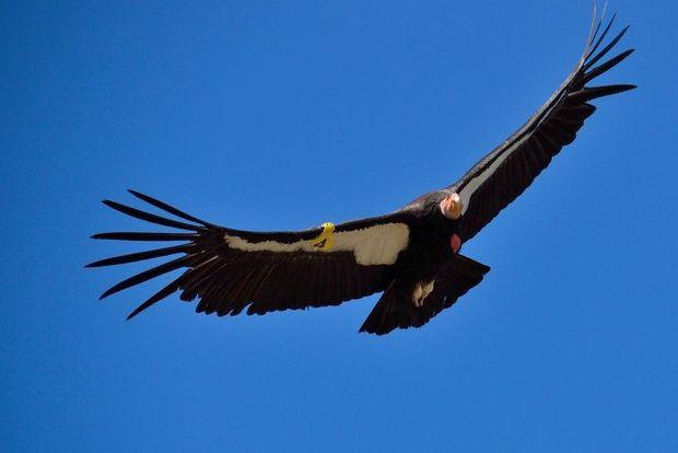 Californische condor