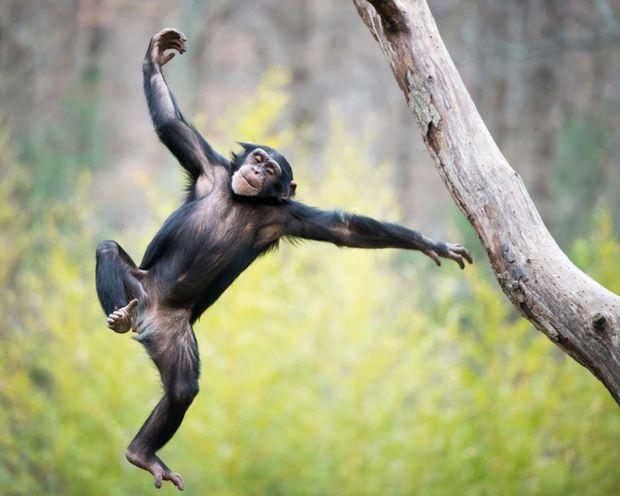 Er leven meer gorilla's en chimpansees in het wild dan gedacht