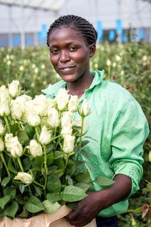 Fairtrade rozen