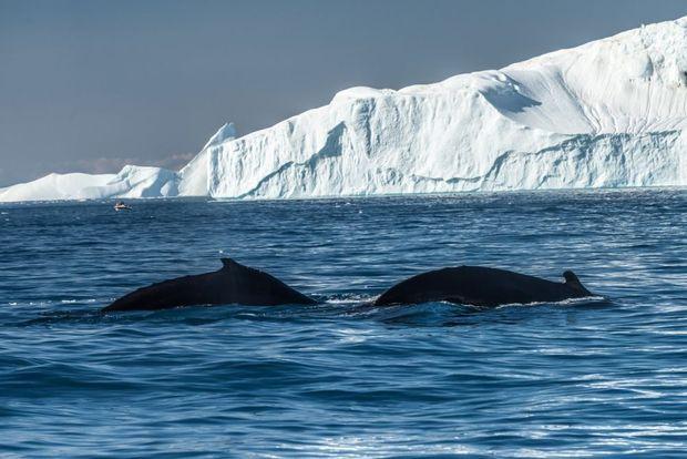 Walvissen in Groenland