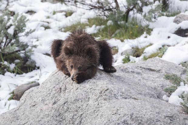 In Wyoming mag weer op grizzly's gejaagd worden