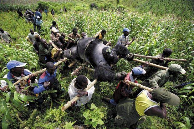 Virunga National Park in Congo blijft zeker tot eind 2018 gesloten