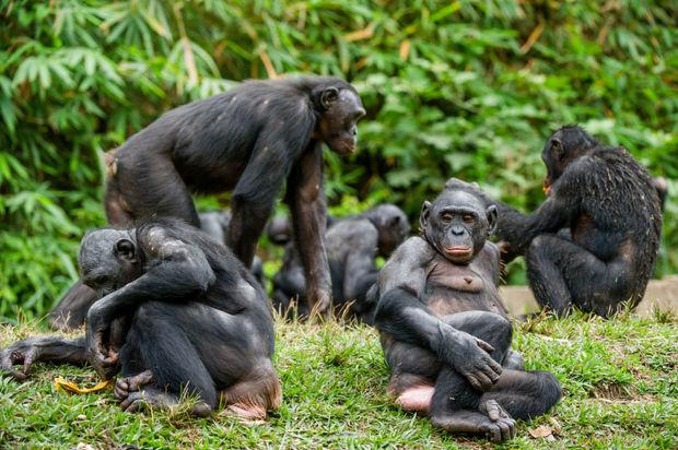 Congo staat olieboringen in nationale parken waar berggorilla's en andere mensapen leven toe