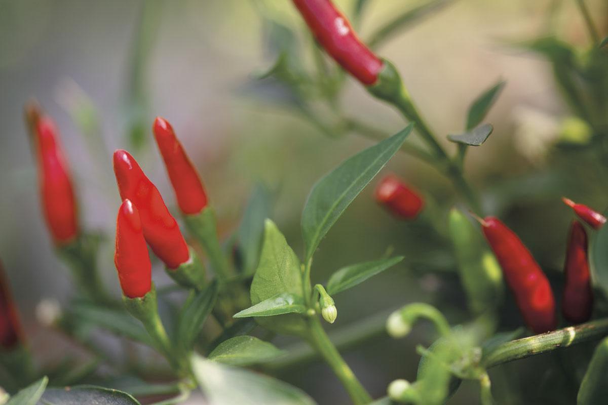 Zelfgemaakte chilisaus van Rascal: 'In onze serres bungelen pepers in alle kleuren en smaken'