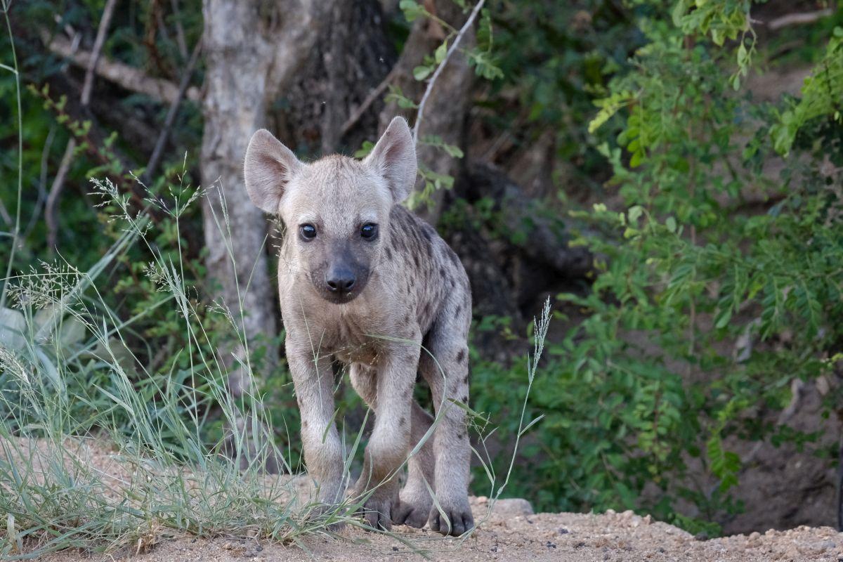 Een jonge gevlekte hyena in het wild.
