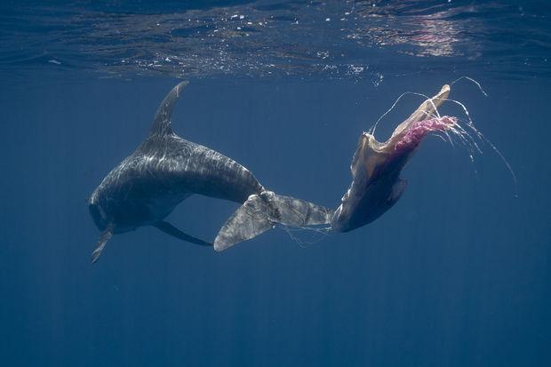 Un sac plastique est emmêlé dans la queue d'un dauphin.