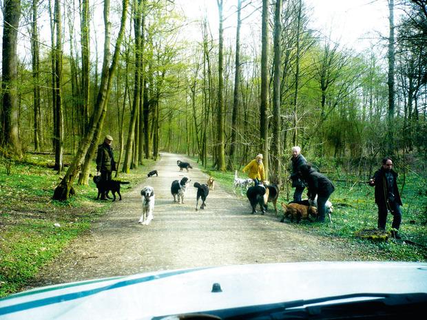 Il y a de plus en plus de dog-sitters en forêt qui baladent de nombreux chiens. Une menace pour les chevreuils et autres animaux sauvages.