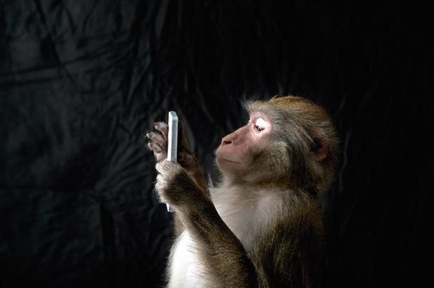 En utilisant un smartphone, le macaque japonais montre qu'il sait s'adapter à son époque. Si ce comportement peut surprendre, le mimétisme fait partie de l'éducation de ce singe d'Asie. 