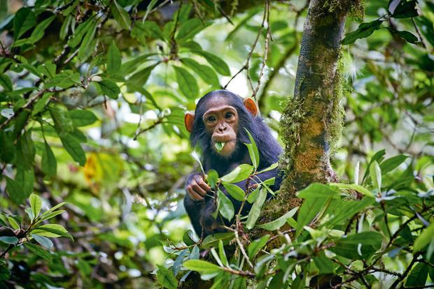 En cas de maladie, les chimpanzés du parc national de Kibale, en Ouganda, consomment des écorces d'arbre bien spécifiques pour se purger de leurs parasites. 