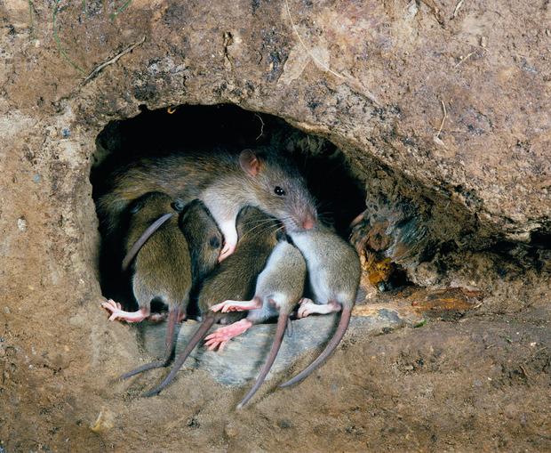 Organisés en groupes hiérarchisés, les rats développent des comportements d'entraide et n'hésitent pas à venir au secours d'un congénère en détresse. 