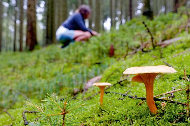 Les champignons, meilleurs alliés des arbres, forment un Internet des bois.