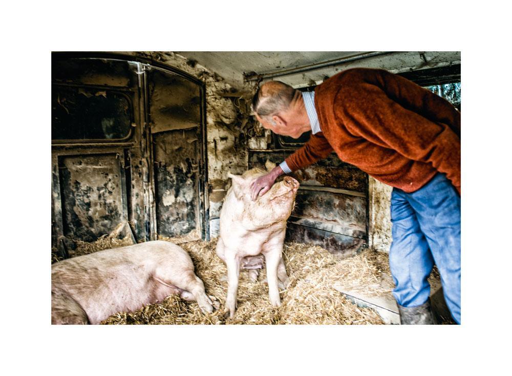 Grâce aux magasins alternatifs de Färm, Roch Pirmez peut enfin vendre sa viande de porc bio à un prix rémunérateur.
