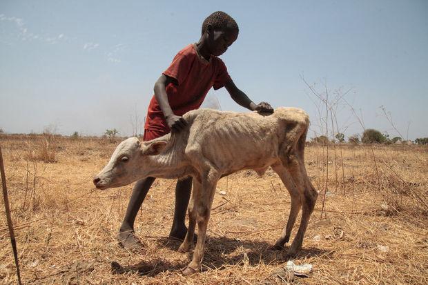 Au Somaliland, les paysans ont perdu entre 70 et 90% de leur bétail, 28 mars 2017