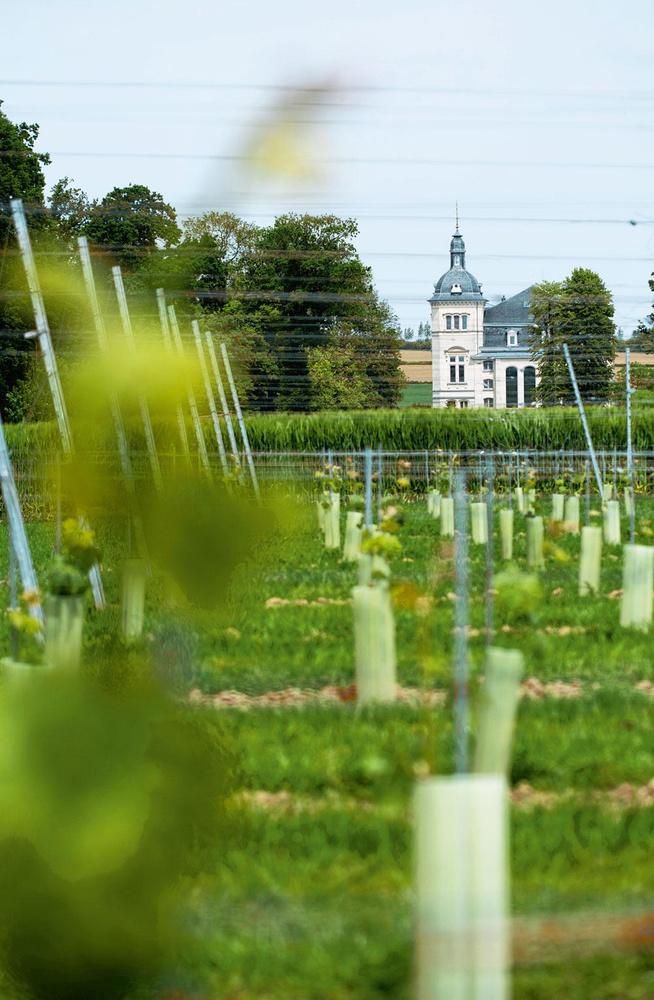 Chardonnay van de chef: vijf Belgische restaurants die zelf hun wijn maken