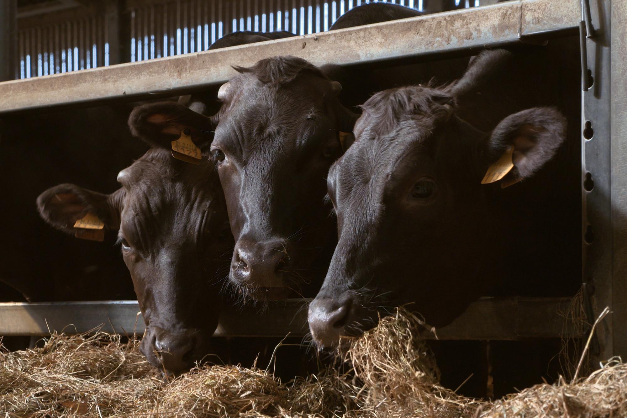 Heeft Belgisch rundvlees een toekomst? 'Minder maar beter, daar ga ik voor als boer'