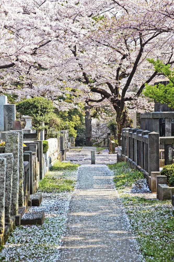 Het Aoyama-kerkhof in Tokio, een soort Central Park met grafstenen.