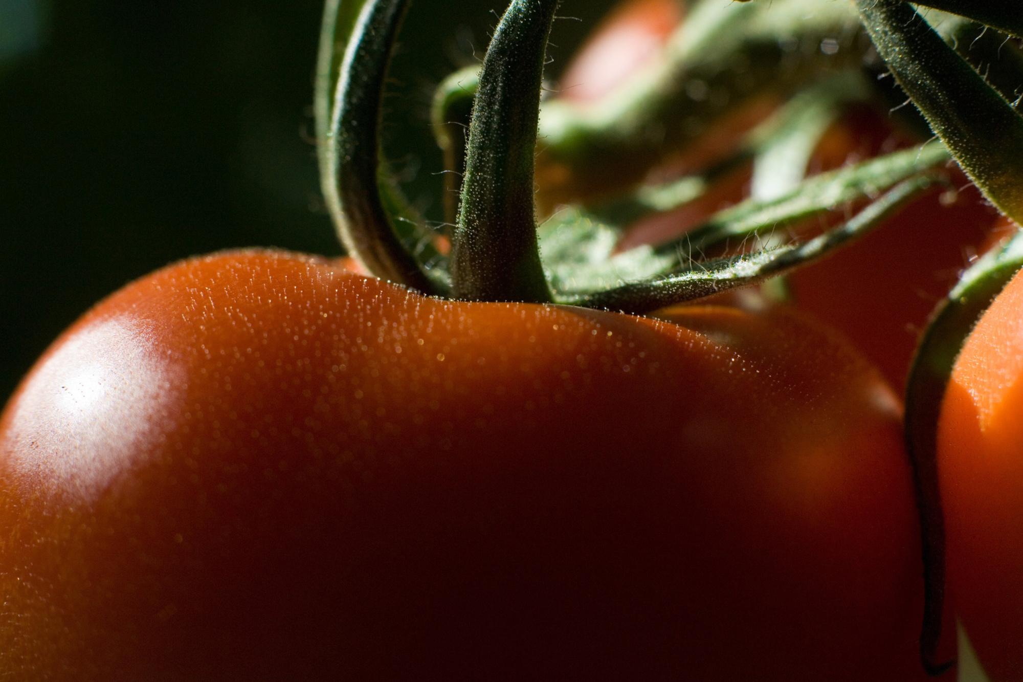 'Tomatenconcentraat is het toegankelijkste industriële product van het kapitalisme.'