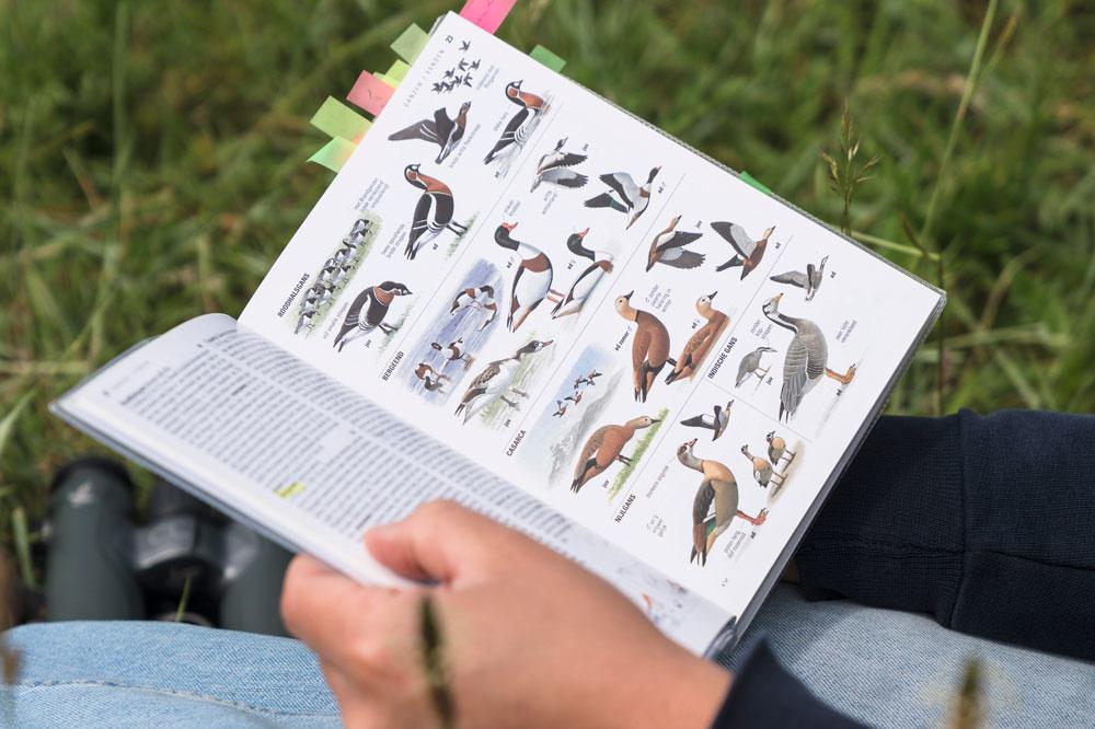 Vogelspotten als zelfzorg: hoe rustgevend is 'birding' nu echt?