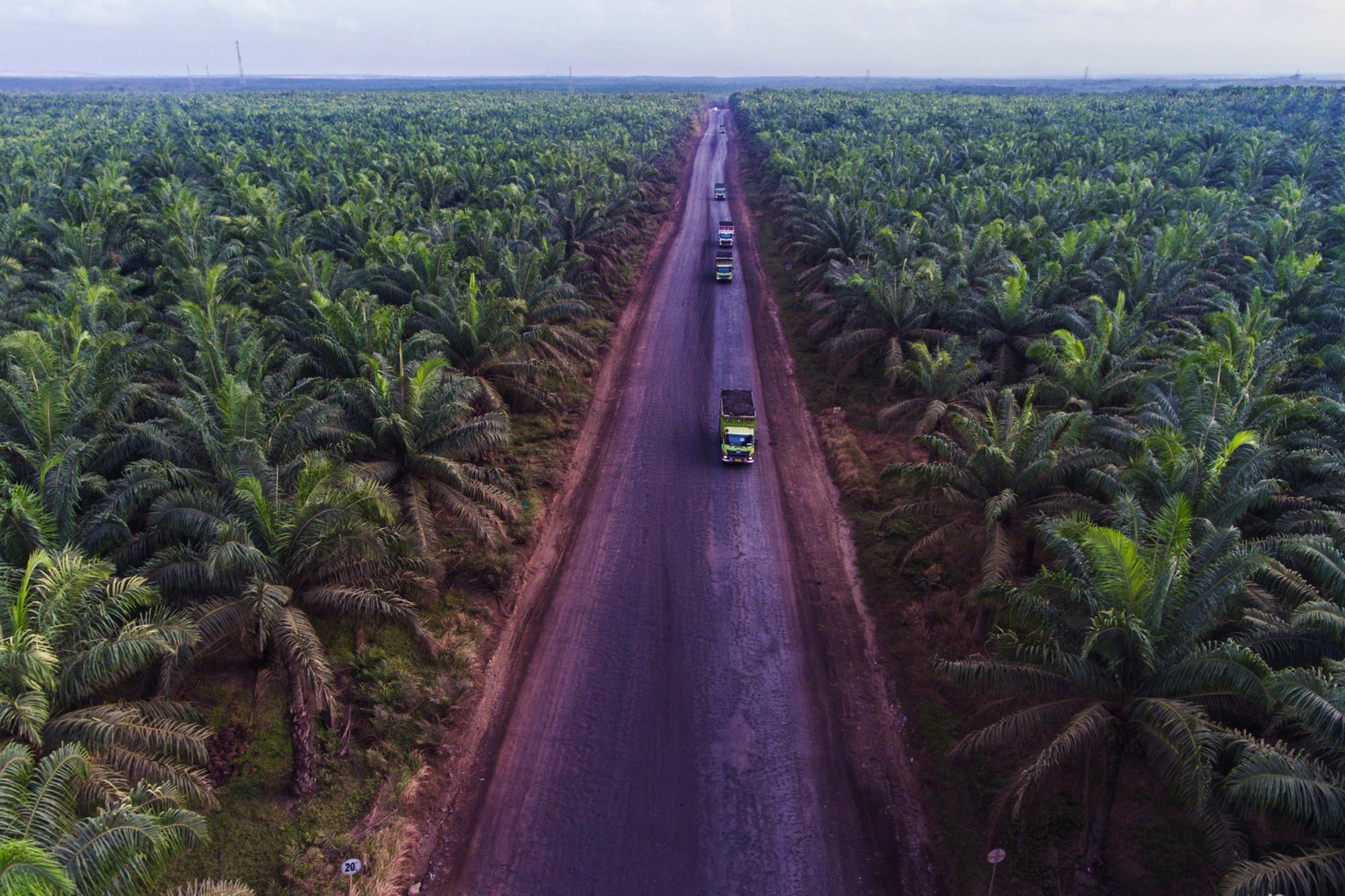 'Verduurzaming is een continu proces zonder eindstation', klinkt het. Net als de westerse vraag naar palmolie.