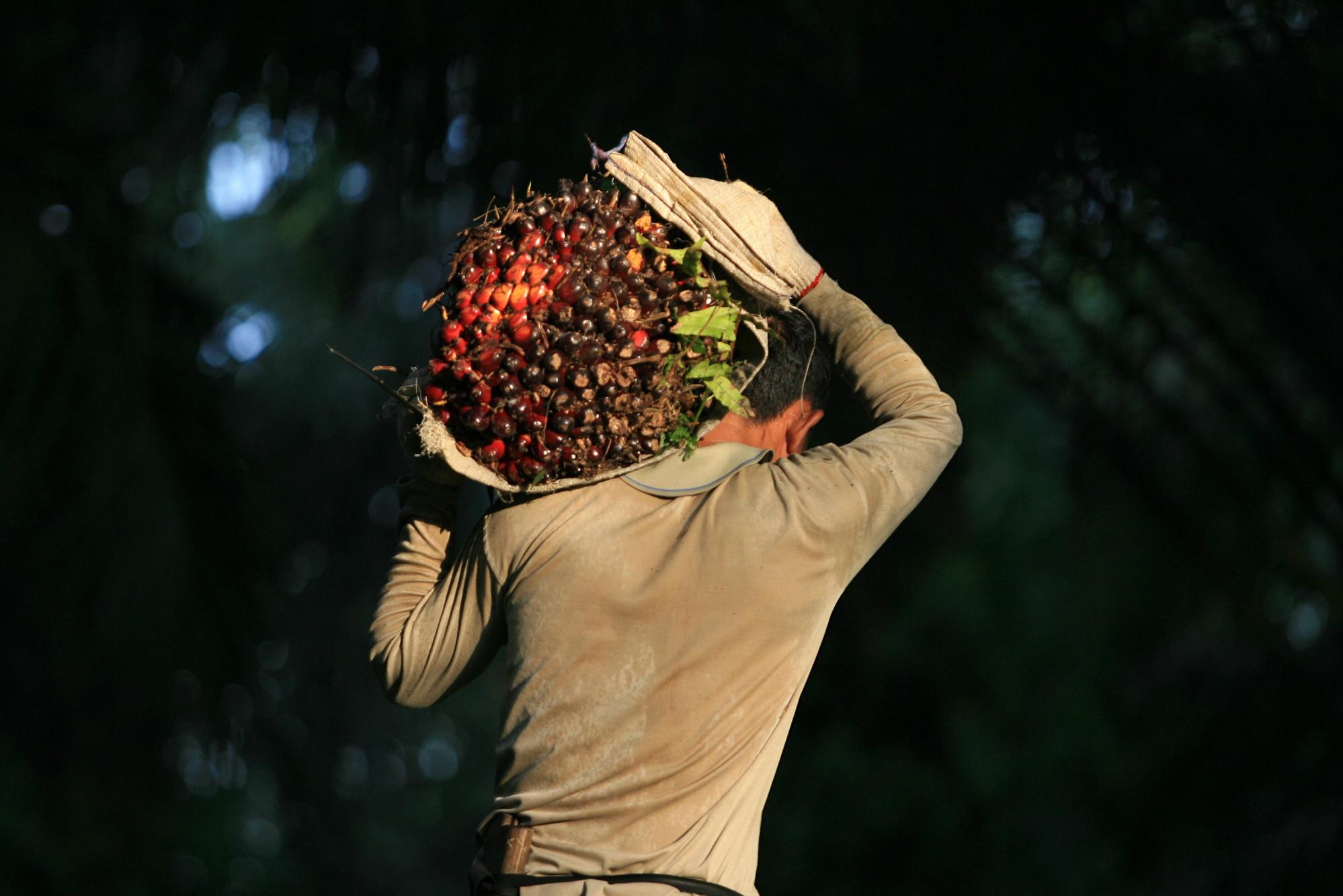 Wie duurzame palmolie verkoopt, zal zijn werknemers volgens de standaard van RSPO een minimumloon moeten betalen.