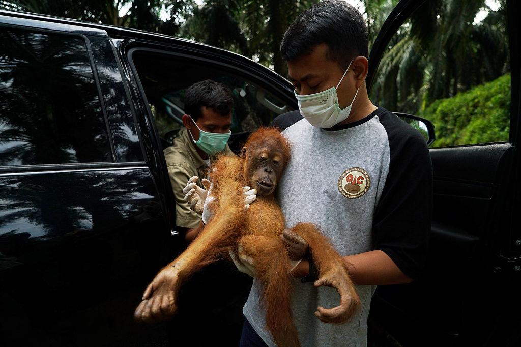 De orang-oetan, het pluizige gezicht van de gevolgen van industriële palmolieteelt. Hier wordt een jong exemplaar dat op een plantage verzeild was geraakt gered; de dieren vinden er immers geen voedsel.
