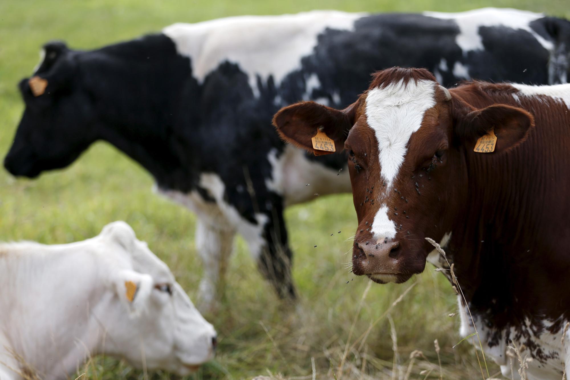 Belgische koeien eten minder soja dan soms wordt aangenomen.