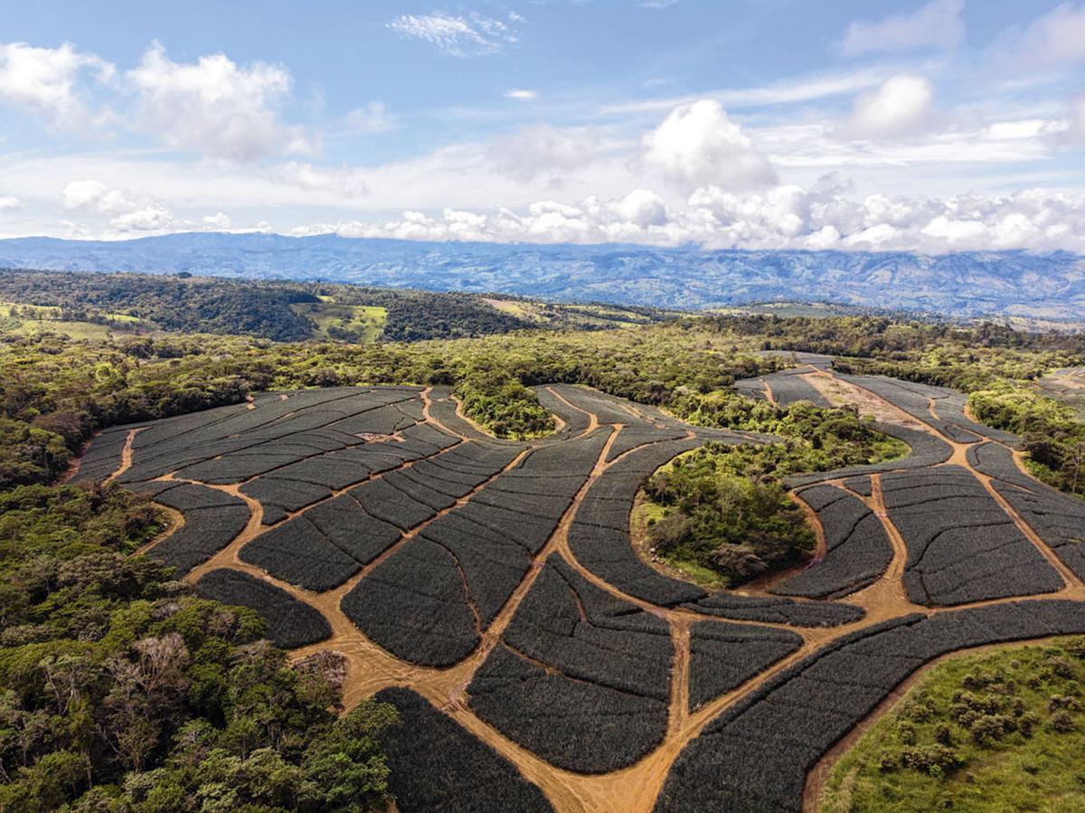 Een van de ananasplantages van de Amerikaanse gigant Del Monte, een paradox in het groene Costa Rica.