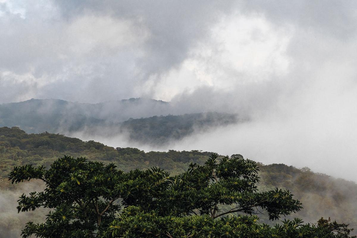 Het nevelwoud van Monteverde heeft een uitzonderlijk rijke biodiversiteit.