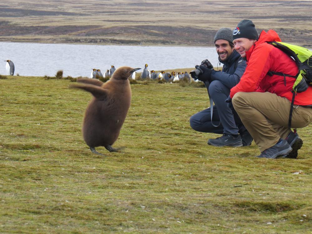 'Eén van mijn favoriete ervaringen: oog in oog komen te staan met koningspinguïns op de Falklandeilanden'