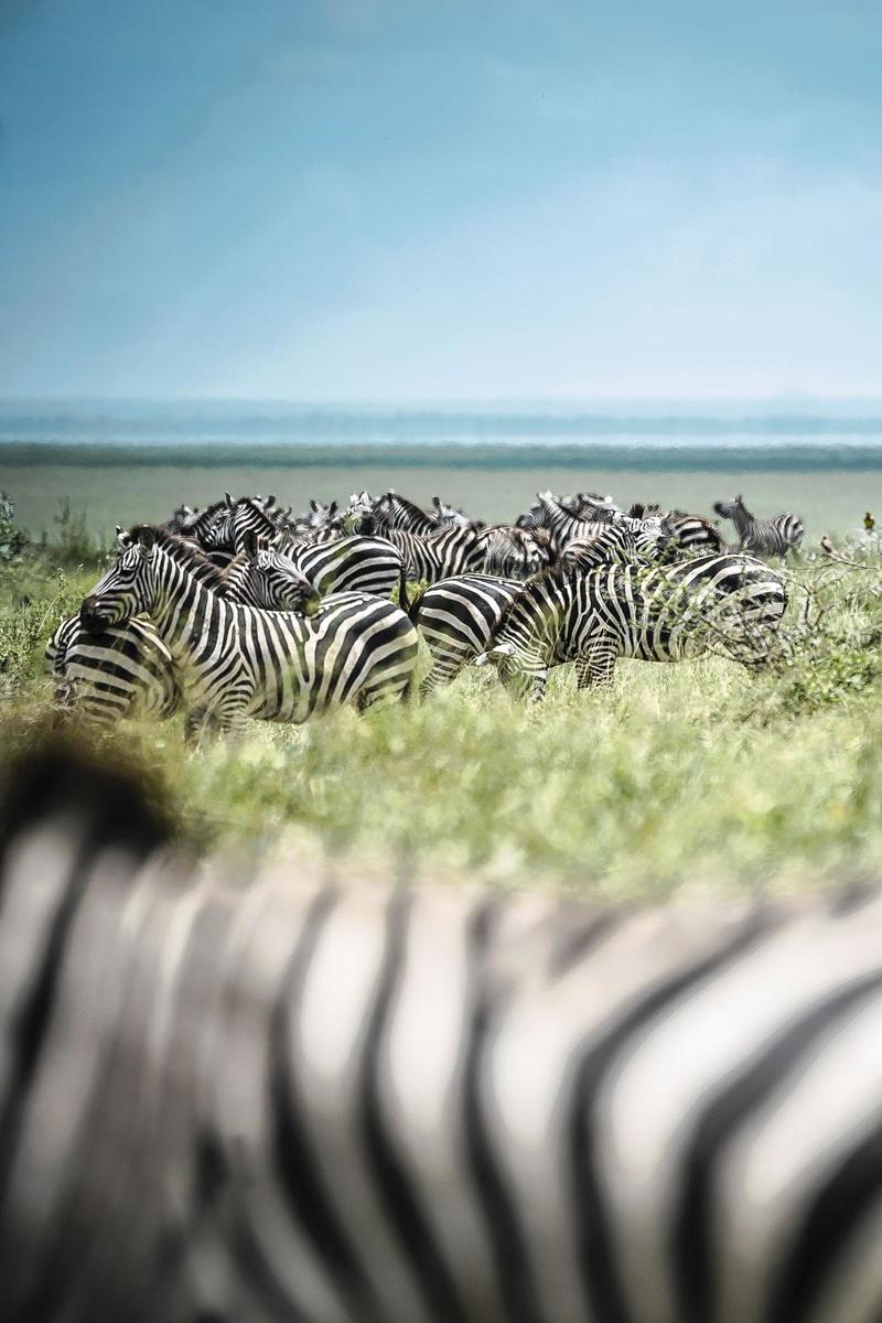 een kudde zebra's in het kielzog van de wildebeesten.