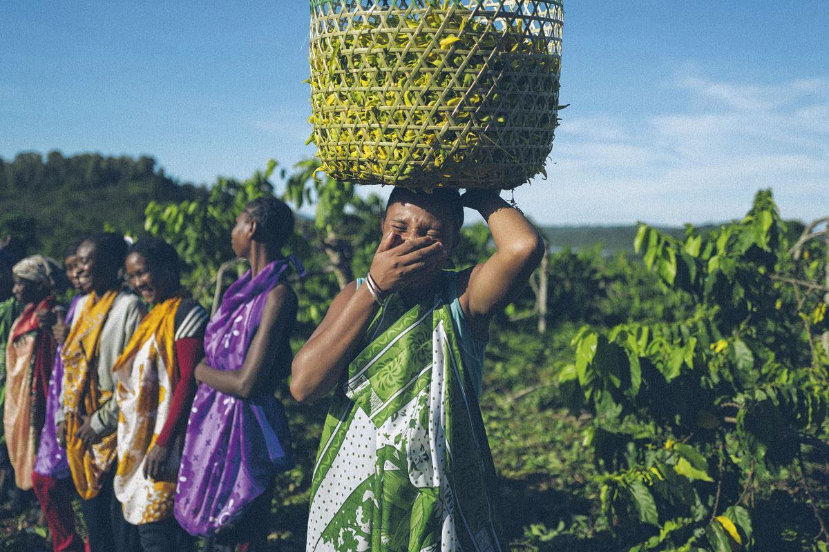 Ylangylang-plantage.