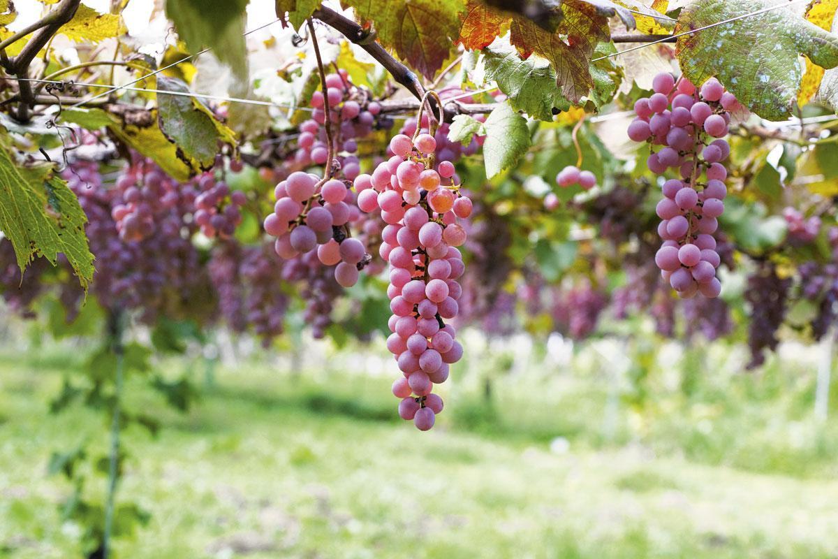 Koshu: Japanse druivenwijn zoals je nooit eerder wijn proefde