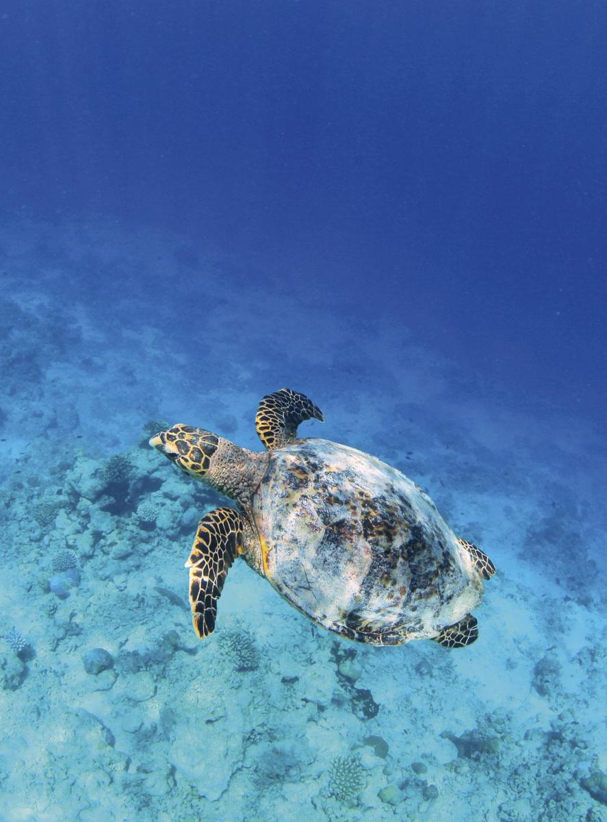 Het kraakheldere zeewater herbergt vijf van de zeven bestaande soorten zeeschildpadden.