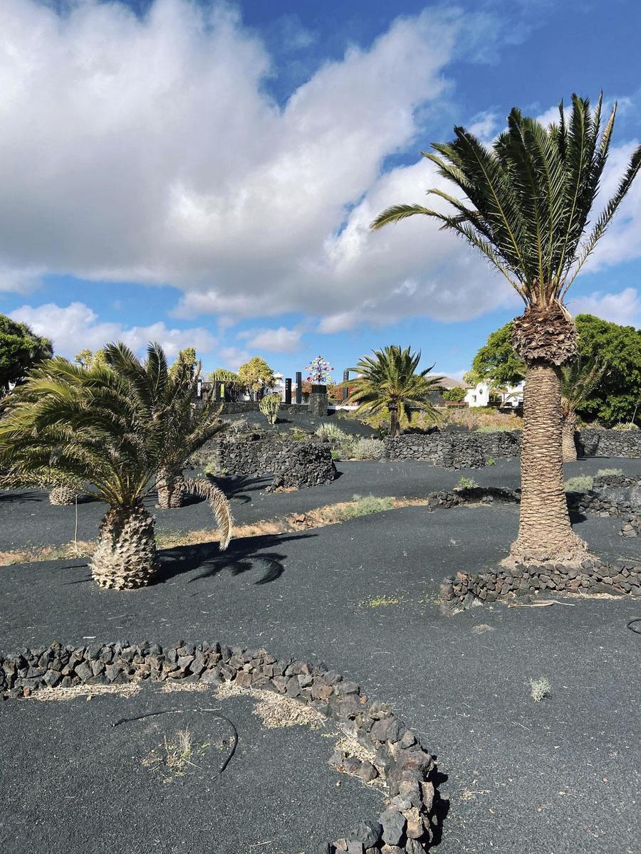 Lanzarote's groene vegetatie op zwarte lavagrond.