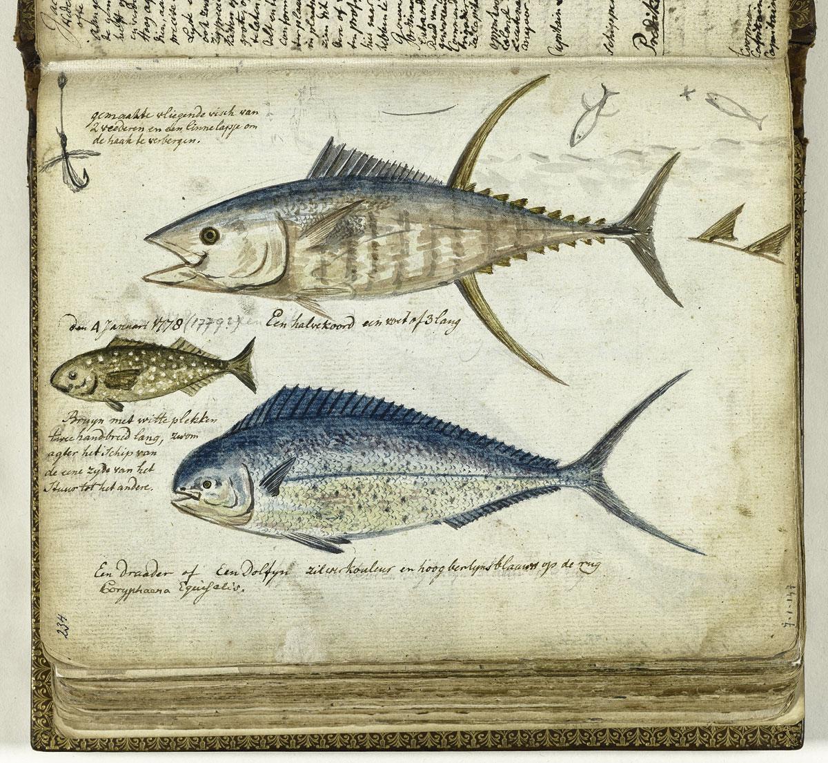 Drietal vissen, Indische Oceaan (1778), schetsboek van Jan Brandes (1808).