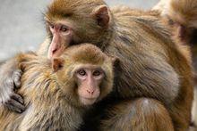 Les macaques rhésus sont les primates les plus utilisés en laboratoire.